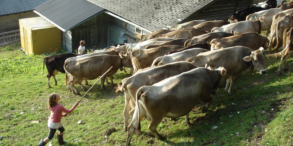 cows2